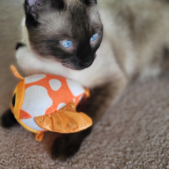 Meet your Posher, Nicole - Picture 3 of 4